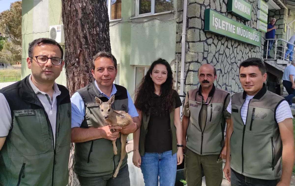 Manisa\'da ormancıların bitkin halde bulduğu yavru karaca beslenip doğaya salındı