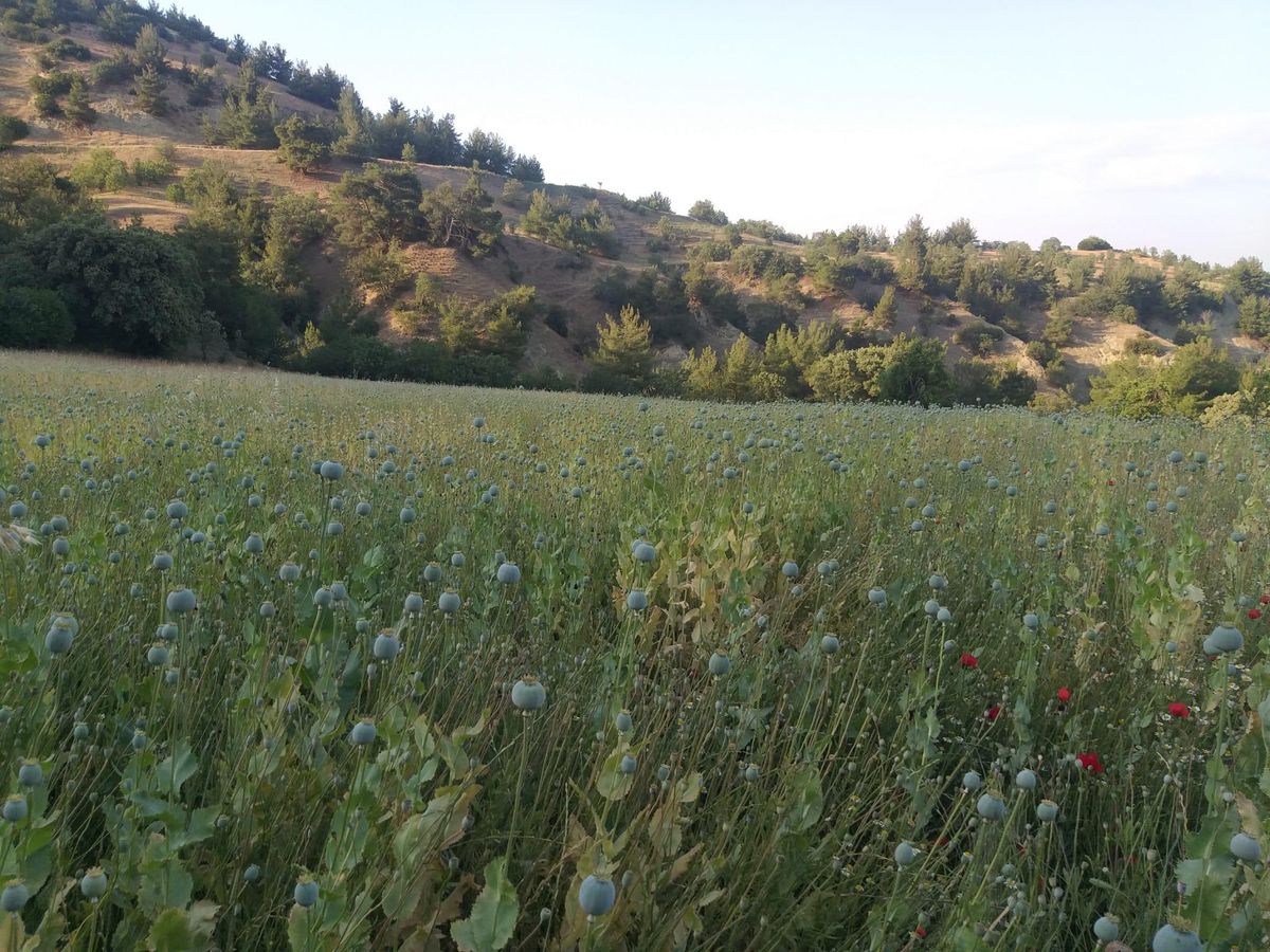 Manisa\'da yasa dışı ekilen 160 bin kök haşhaş ele geçirildi