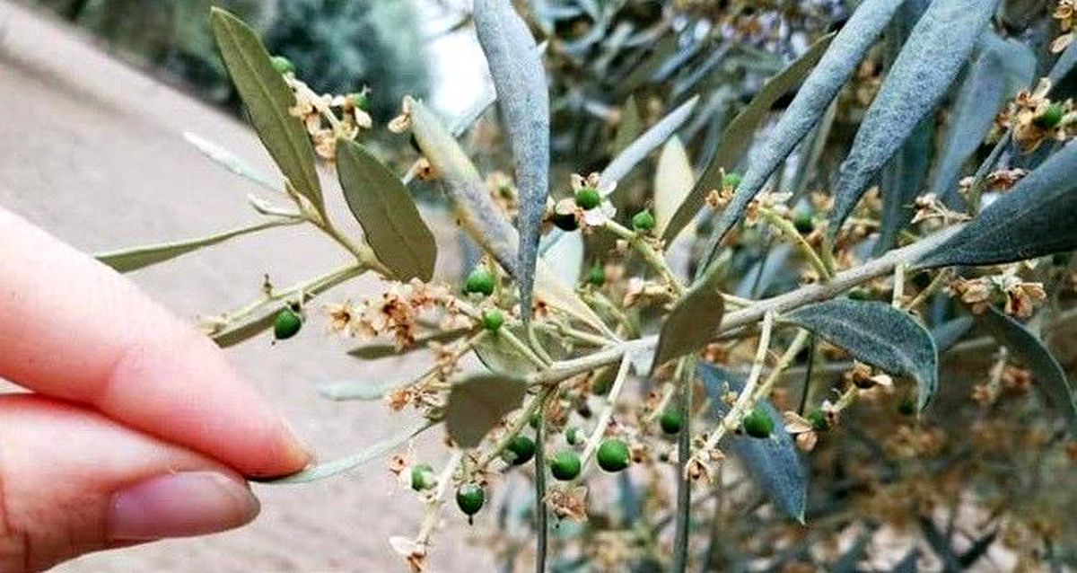 Nazilli İlçe Tarım ve Orman Müdürlüğü üreticileri \'zeytin güvesi\'ne karşı uyardı