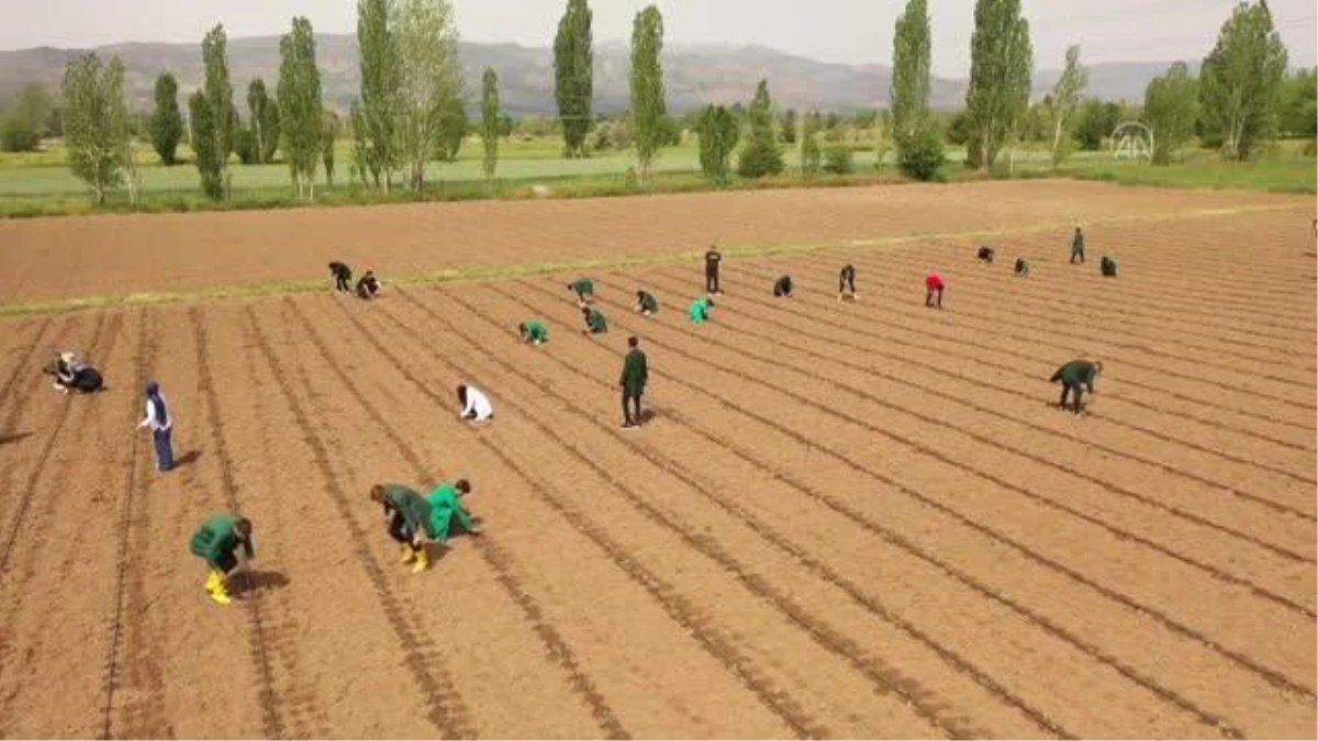 Öğrenciler ile girişimci kadınlar 20 bin domates fidesini toprakla buluşturdu