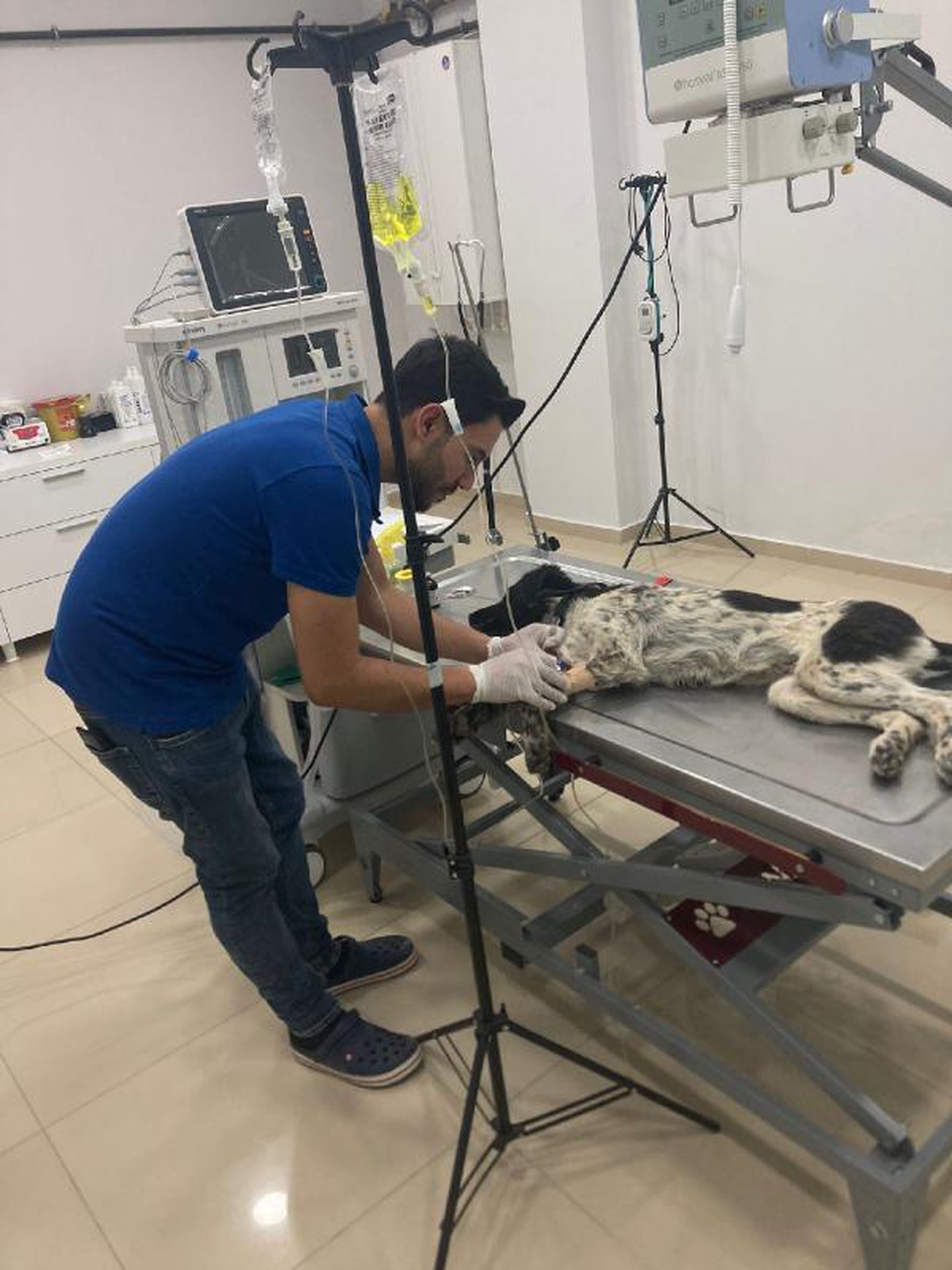Ölmek üzere olan köpeği jandarma kurtardı