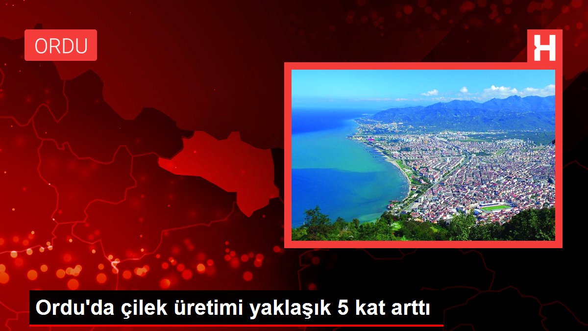 Ordu'da çilek üretimi yaklaşık 5 kat arttı