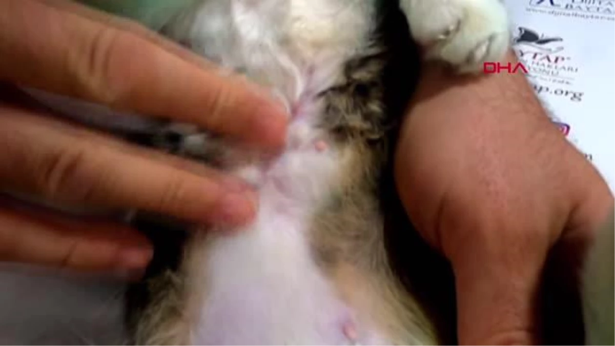 OSMANİYE'DE TÜMÖRLÜ KEDİ TEDAVİ EDİLDİ