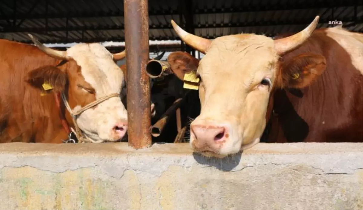 Ramazan Ayında Et Piyasasını Düzenlemek İçin Besiciye Verilen Destek 31 Aralık Tarihine Kadar Uzatıldı