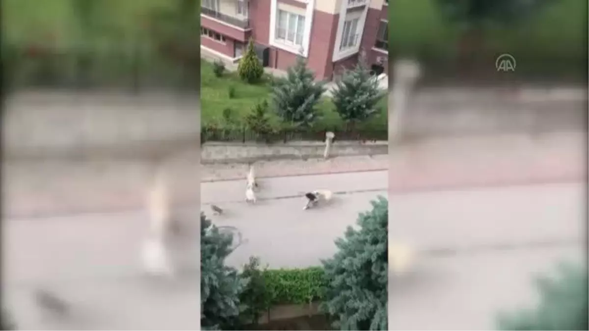 Sahipsiz köpeklerin saldırısına uğrayan çocuk, yaşadığı korkuyu anlattı