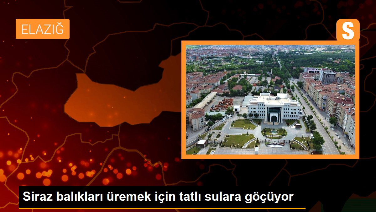 Siraz balıkları üremek için tatlı sulara göçüyor