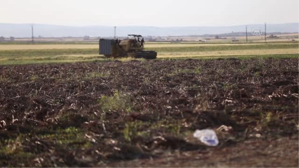 Suriye\'de firik üretimi, yerinden edilmiş sivillere geçim kaynağı oluyor