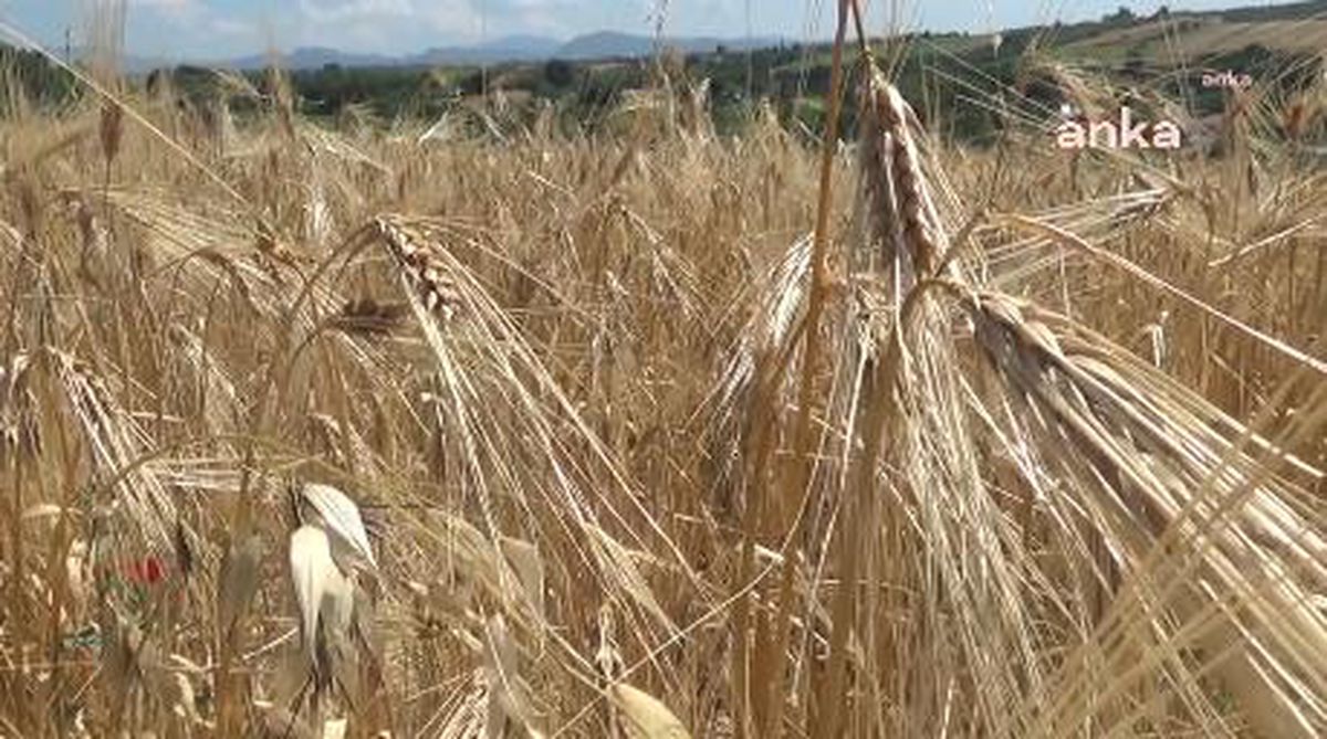 Tarım ve Orman Bakanlığı, Buğday Taban Fiyatlarını Açıklamak Yerine Sanayiciye Ucuz Un Satışını 3 Ay Daha Uzattı