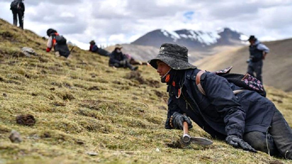 Tırtıl Mantarı, Tibetlilerin Yaşamlarına Destek Oluyor