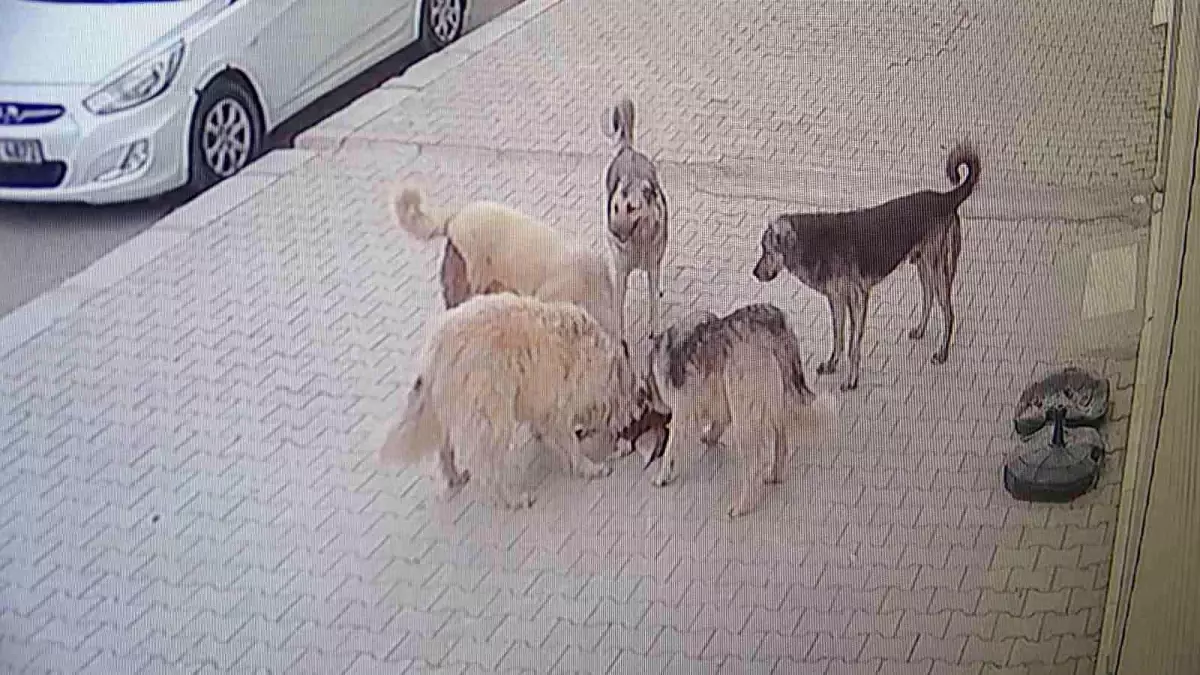 Başıboş köpekler, başına üşüştükleri kediyi dakikalar içerisinde parçaladı