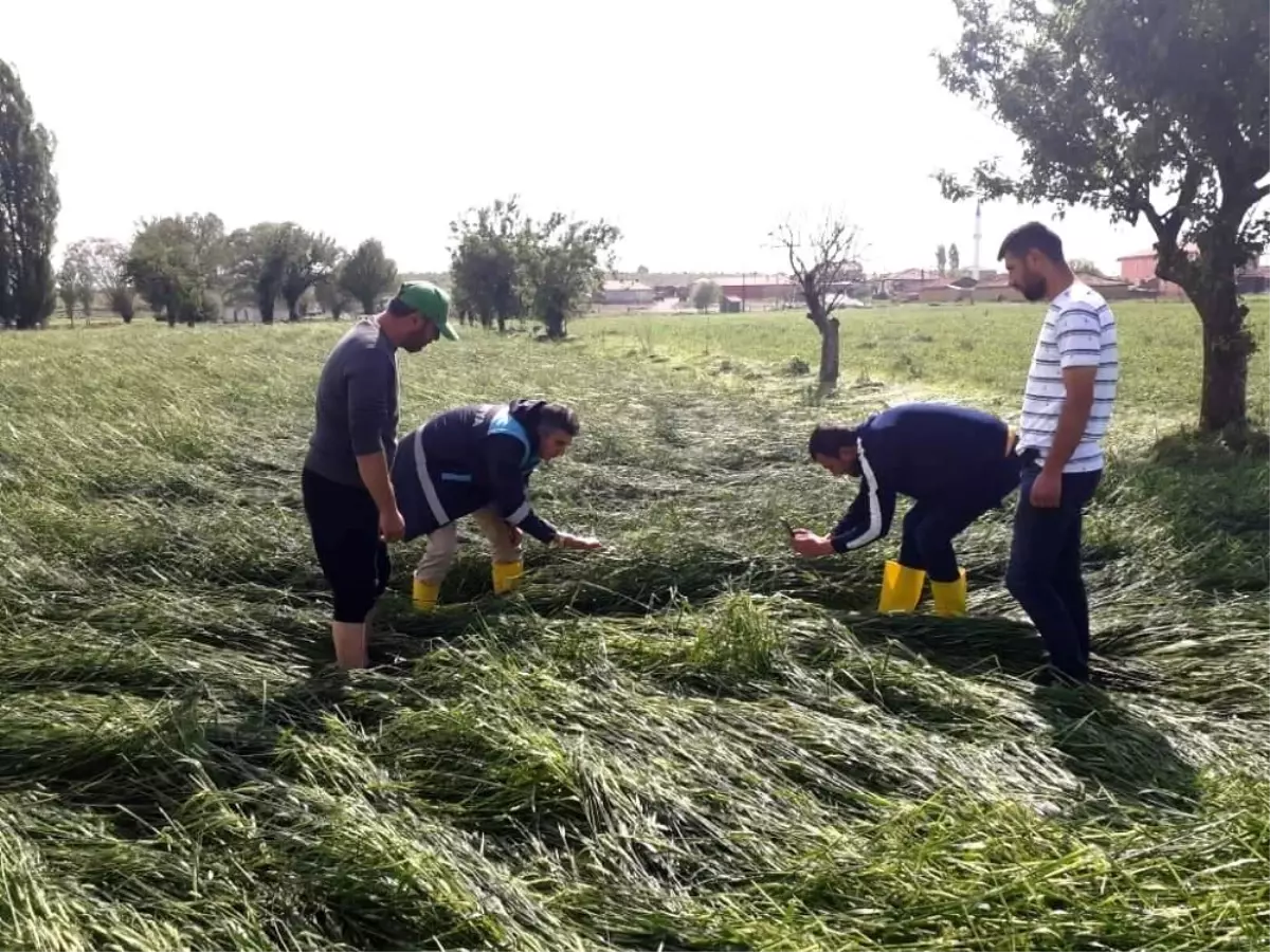 Altıntaş\'ta etkili olan dolu ekili alanlarda zarara yol açtı