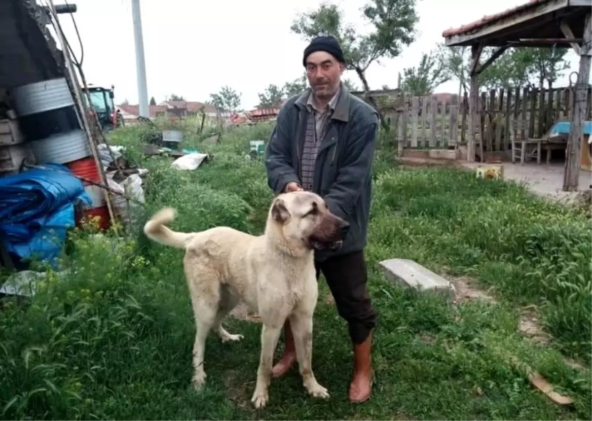 Bir kişinin öldüğü koyun otlatma kavgasında gözaltına alınan baba oğul tutuklandı