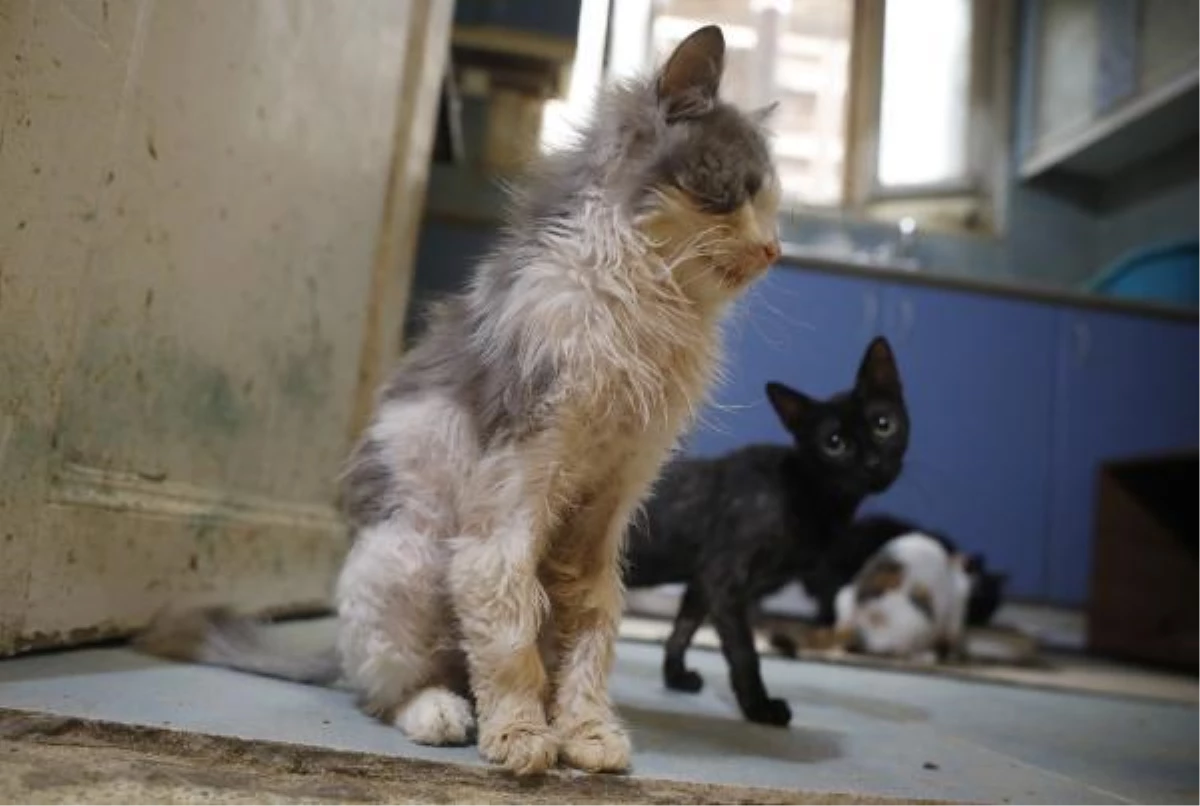 Cat epidemic killed 700 cats in Buyukada, claimed volunteers