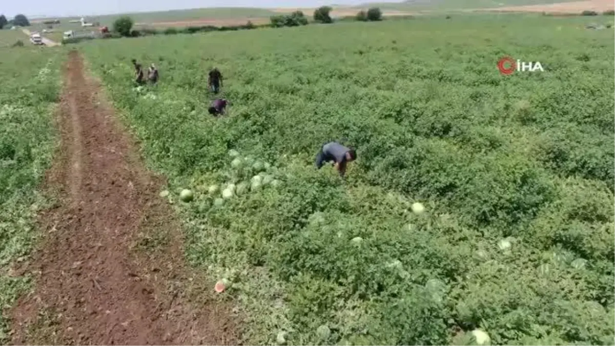 Çiftçiler kelek karpuza karşı uyardı