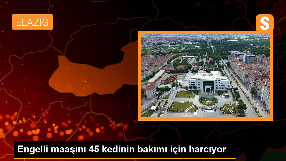 Engelli maaşını 45 kedinin bakımı için harcıyor