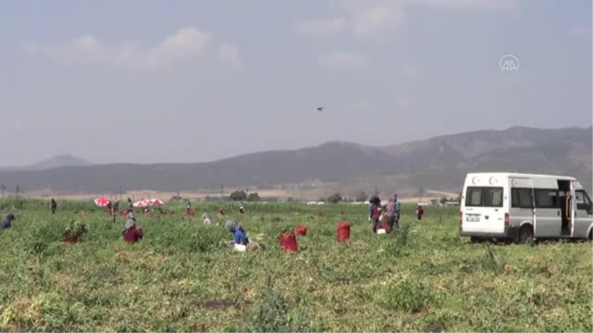 GAZİANTEP - Bezelye hasadına başlandı