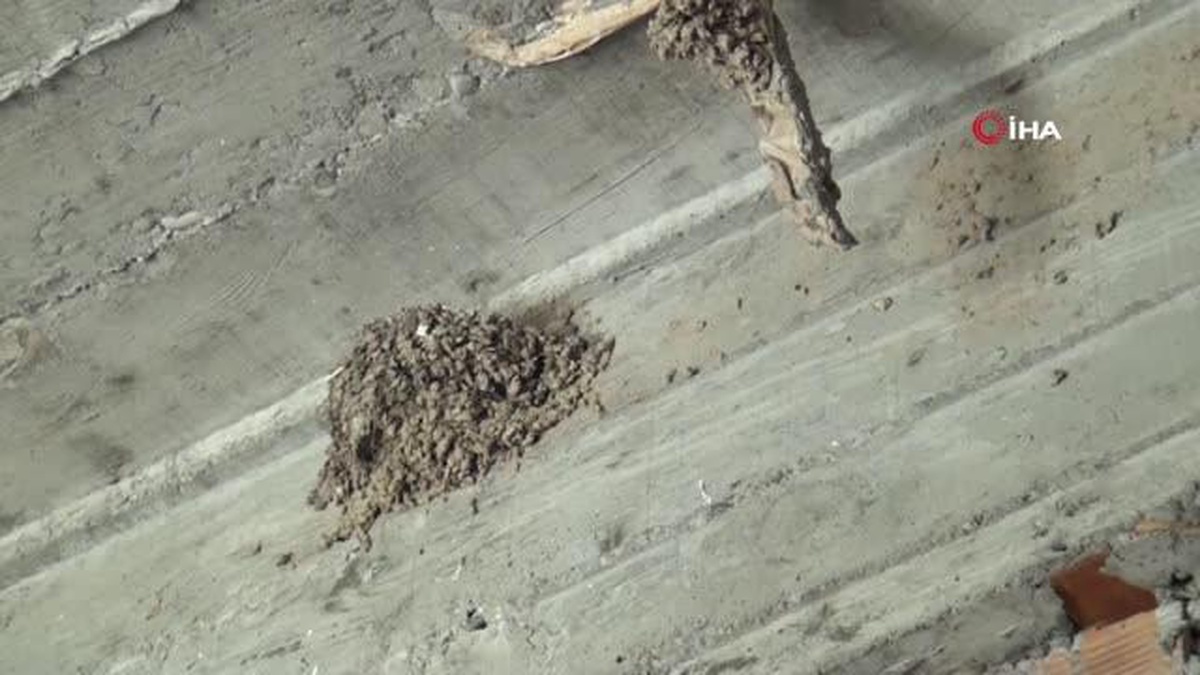 İnşaattaki kuş yuvasından beyaz kırlangıç çıktı, görenleri şaşırttı