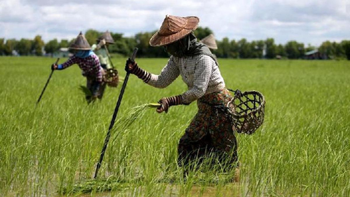Myanmarlı Çiftçiler, Maliyetlerinin Artışı Nedeniyle Geçimlerini Sağlamakta Zorlanıyor