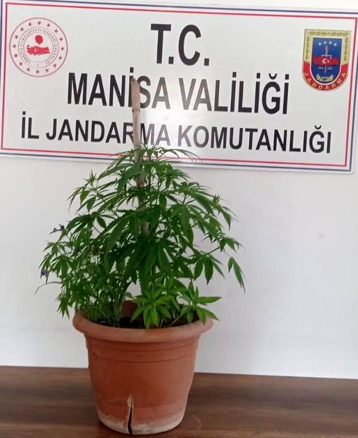 Saksıda Hint keneviri yetiştirdi