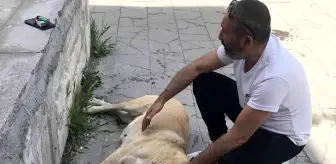 Sokak köpeği 'Kocakız' için vatandaşlar seferber oldu