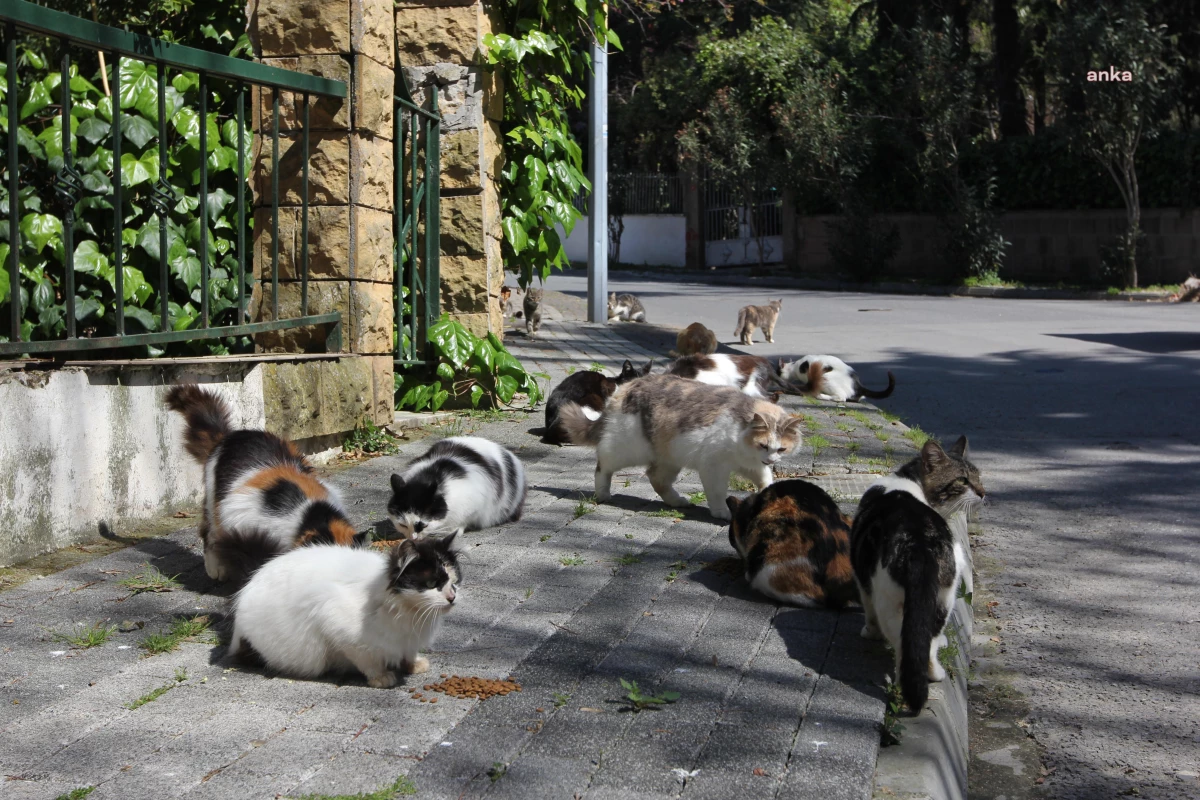 Adalar Belediyesi, Kedi Ölümlerine Yol Açan Salgın İddiasını Yalanladı