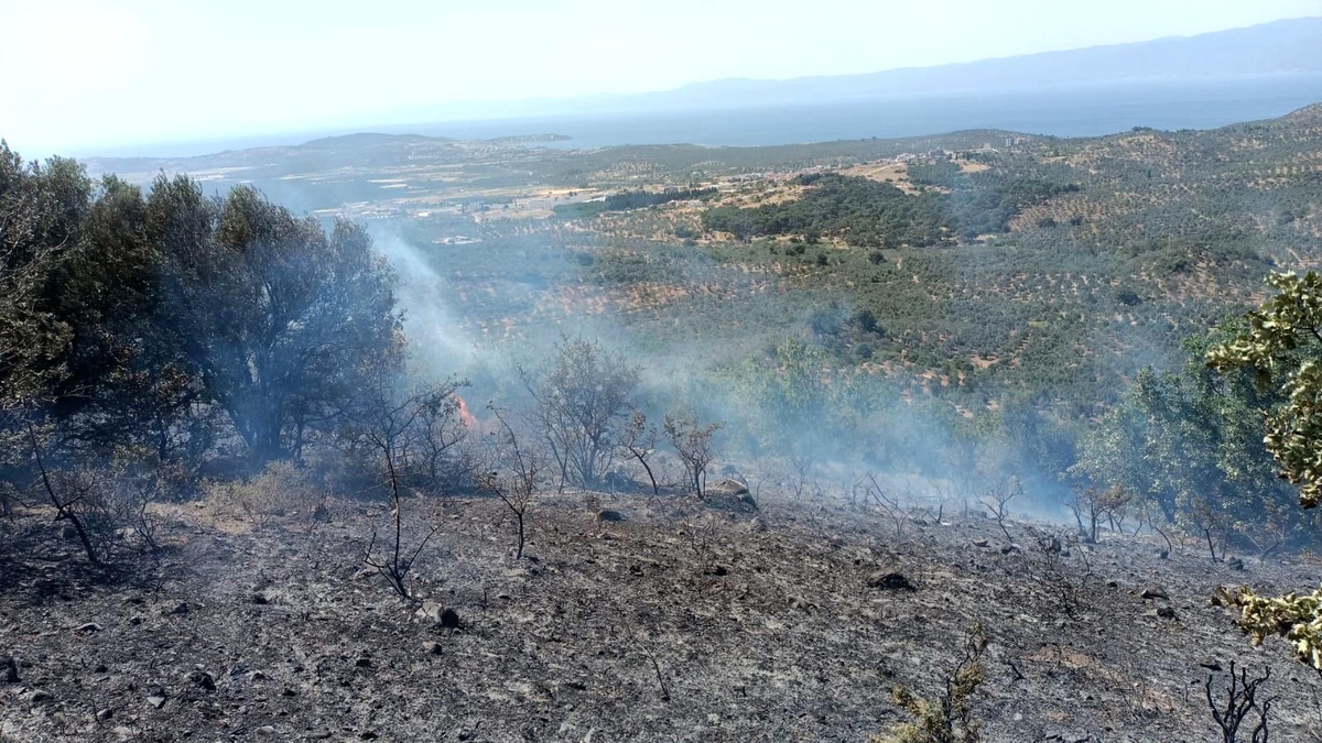 Balıkesir\'deki zeytinlik yangınına havadan müdahale edildi