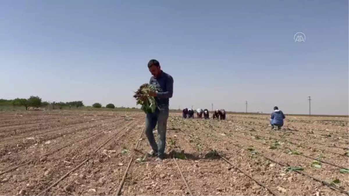 Beyaz lahana fideleri toprakla buluşturuldu