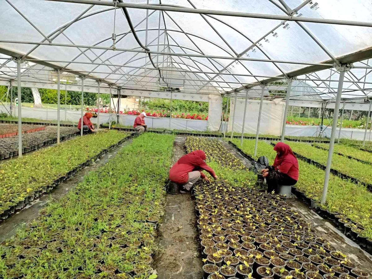 Bilecik\'te binlerce çiçek toprakla buluşmak için hazırlanıyor