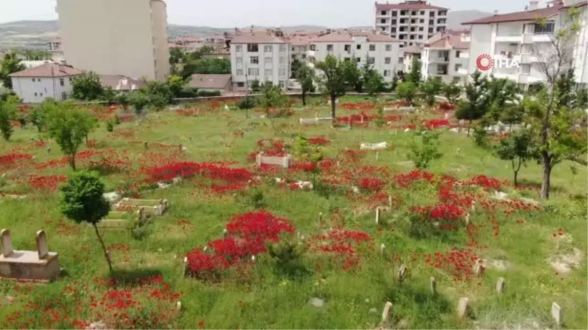 Elazığ\'da gelincikler mezarlığı kırmızıya bürüdü