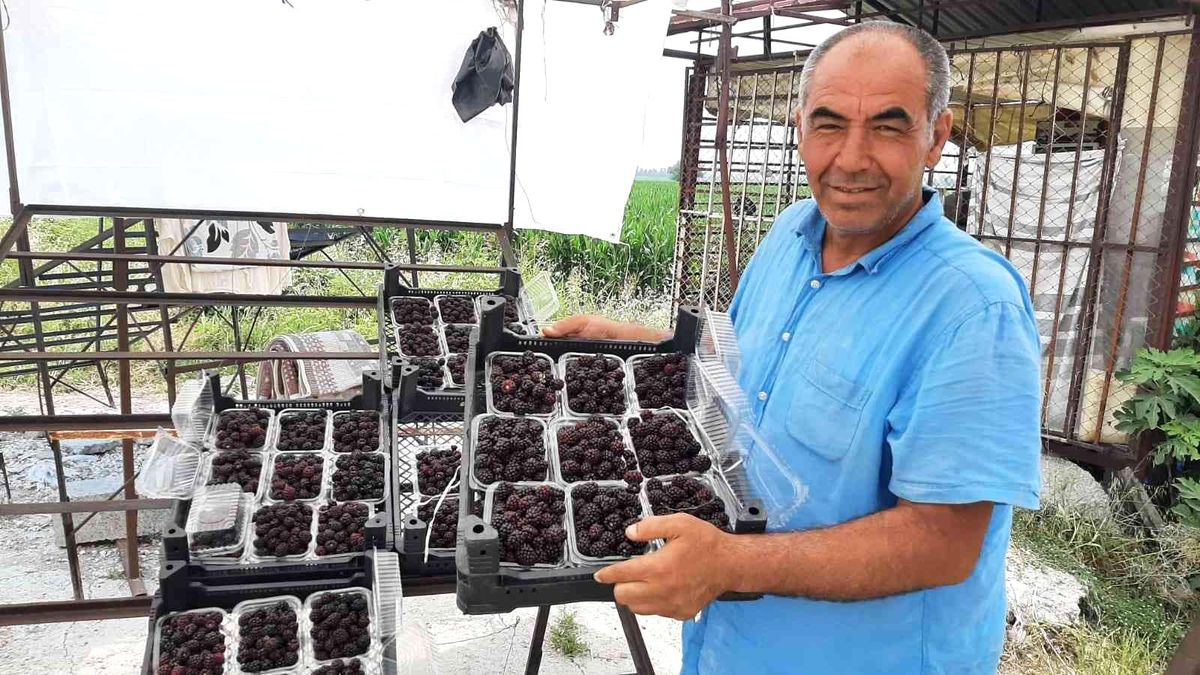 Sadece 5 dekardan 25 günde 300 bin lira kazanıyor