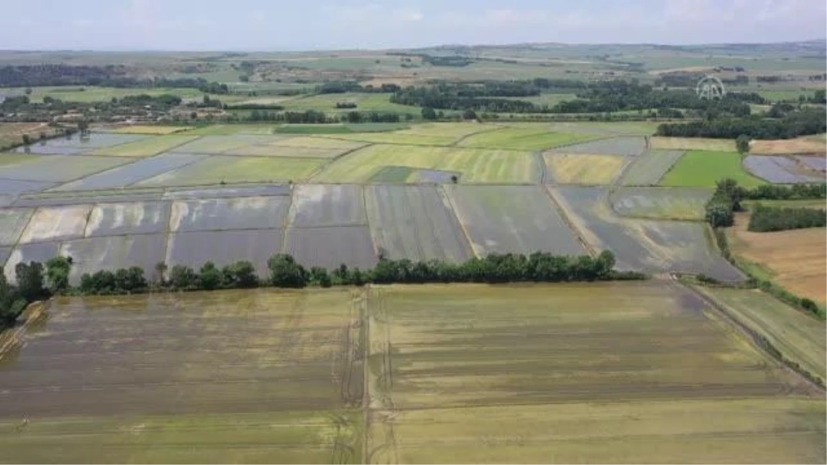 Türkiye'nin çeltik ambarında ekim mesaisi tamamlandı