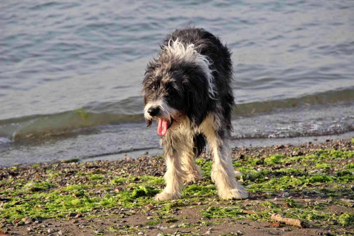 \'Yürüyemeyecek\' denilen köpeği kredi çekerek ayağa kaldırdı