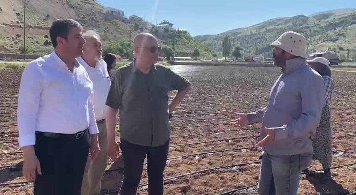 Adıyamanlı Tütün Üreticisi: 'Amerikan Şirketlerine Peşkeş Çekiliyor Çiftçi'