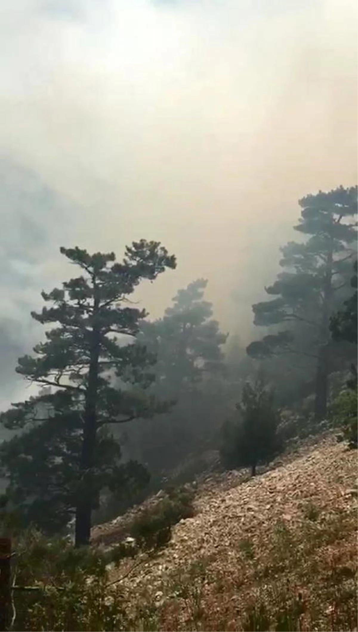 Antalya'daki orman yangını, 6 saatte kontrol altına alındı