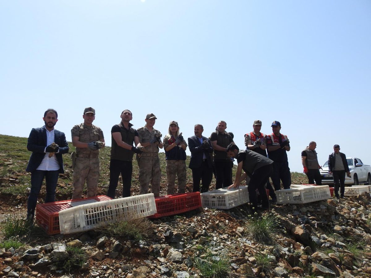 500 kınalı keklik doğaya salındı