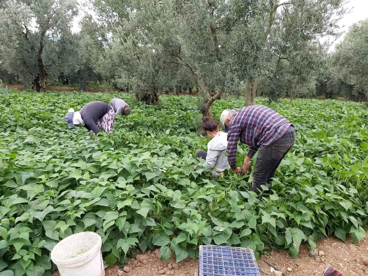 Fasulye hasadı başladı