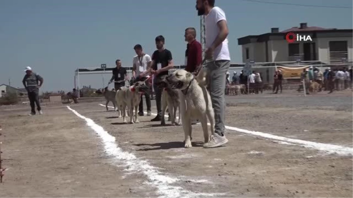 Kayseri\'de \'Anadolu Çoban Köpekleri Güzellik Yarışması\' düzenledi