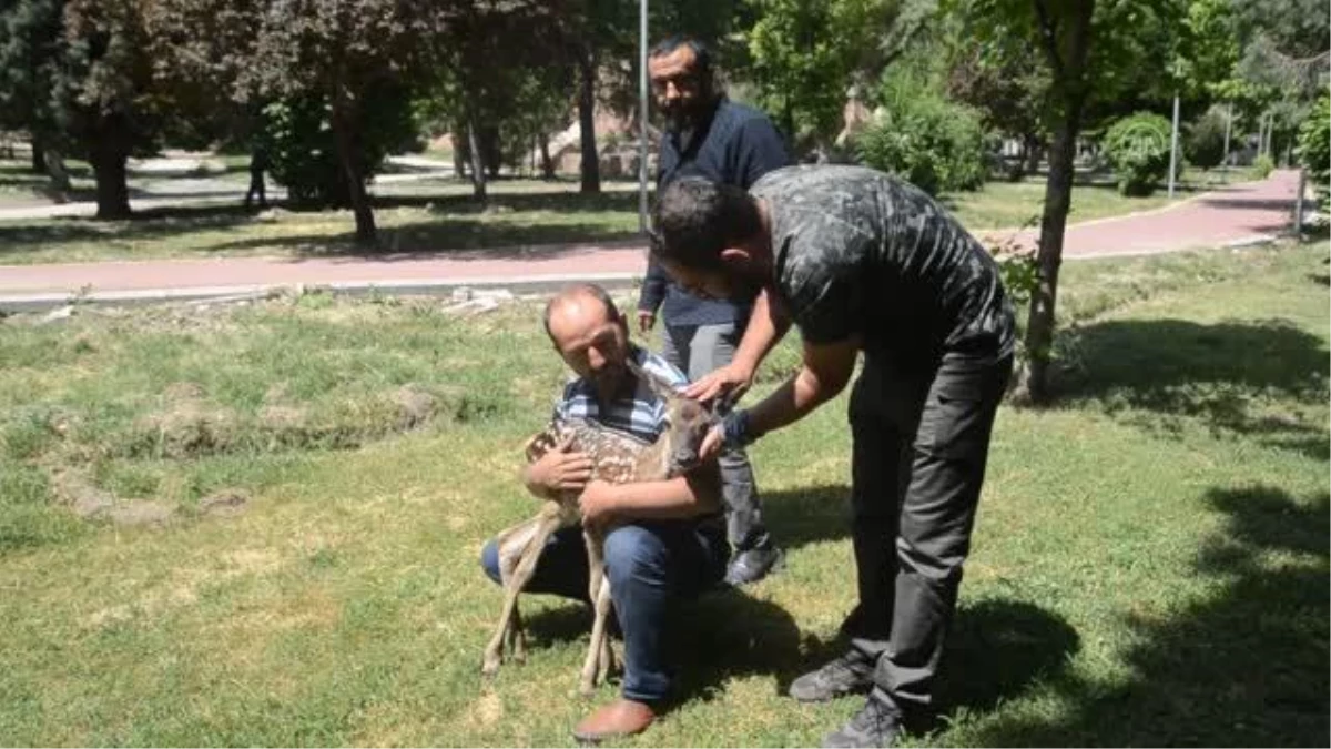 Köpeklerin saldırısından kurtarılan geyik yavrusu koruma altına alındı