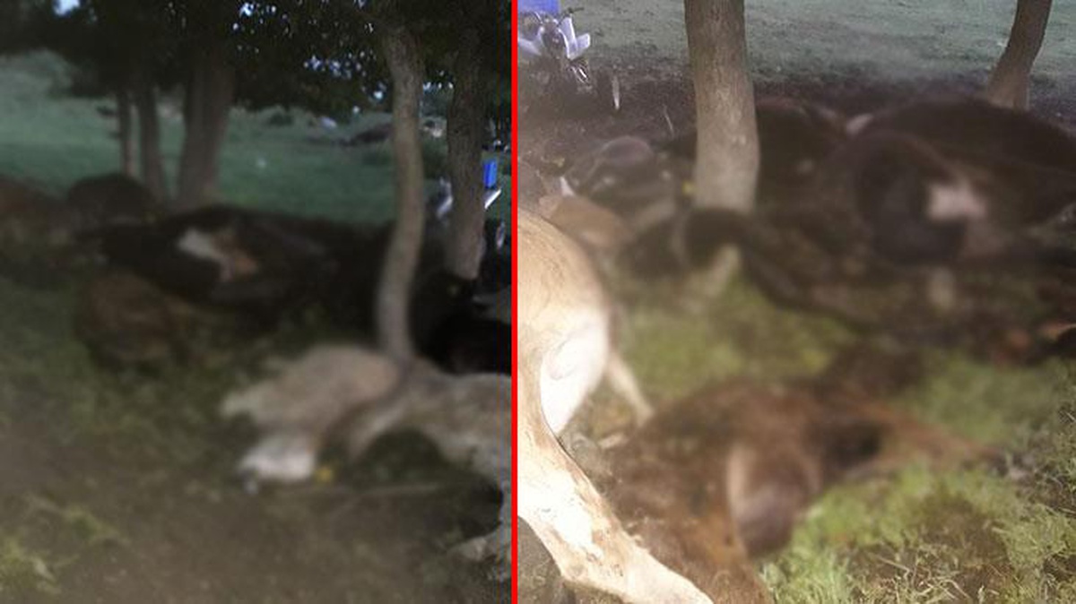 Kurban Bayramı öncesi büyük talihsizlik! Üzerlerine yıldırım düşen 17 büyük dana öldü