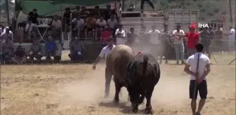 Milas'ta boğa güreşleri nefes kesti