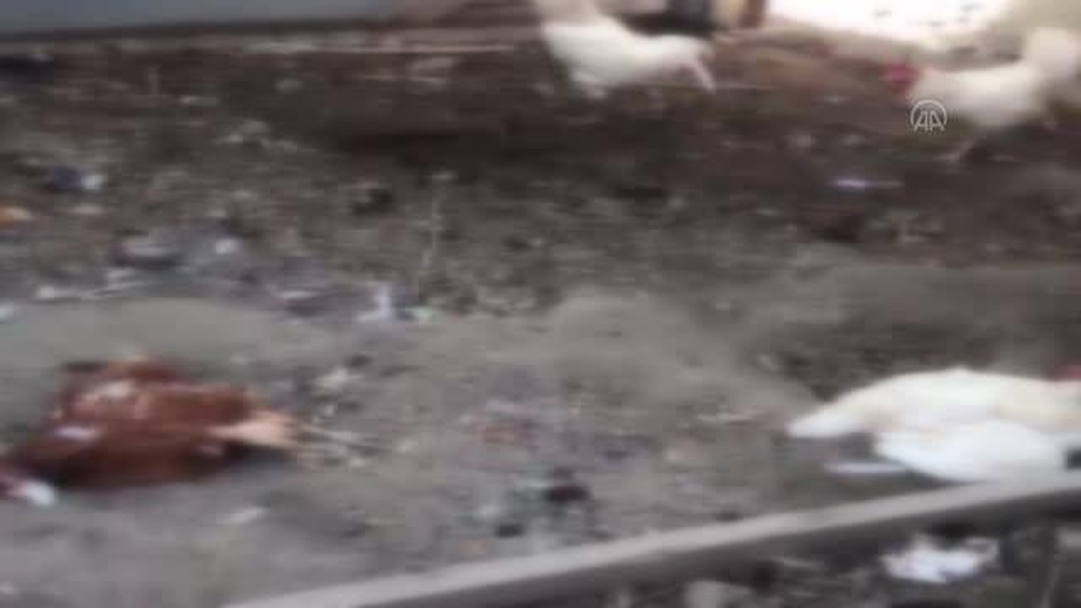 Sahipsiz köpekler 18 tavuğu telef etti