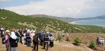 Salda Gölü Üzerindeki Araziye 300 Adet Köknar ve Ardıç Fidanı Dikildi