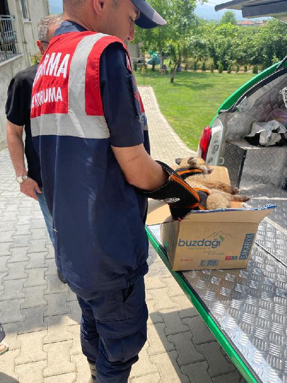 Yaralı tilki yavrusu tedavisi için Ormanya\'ya götürüldü