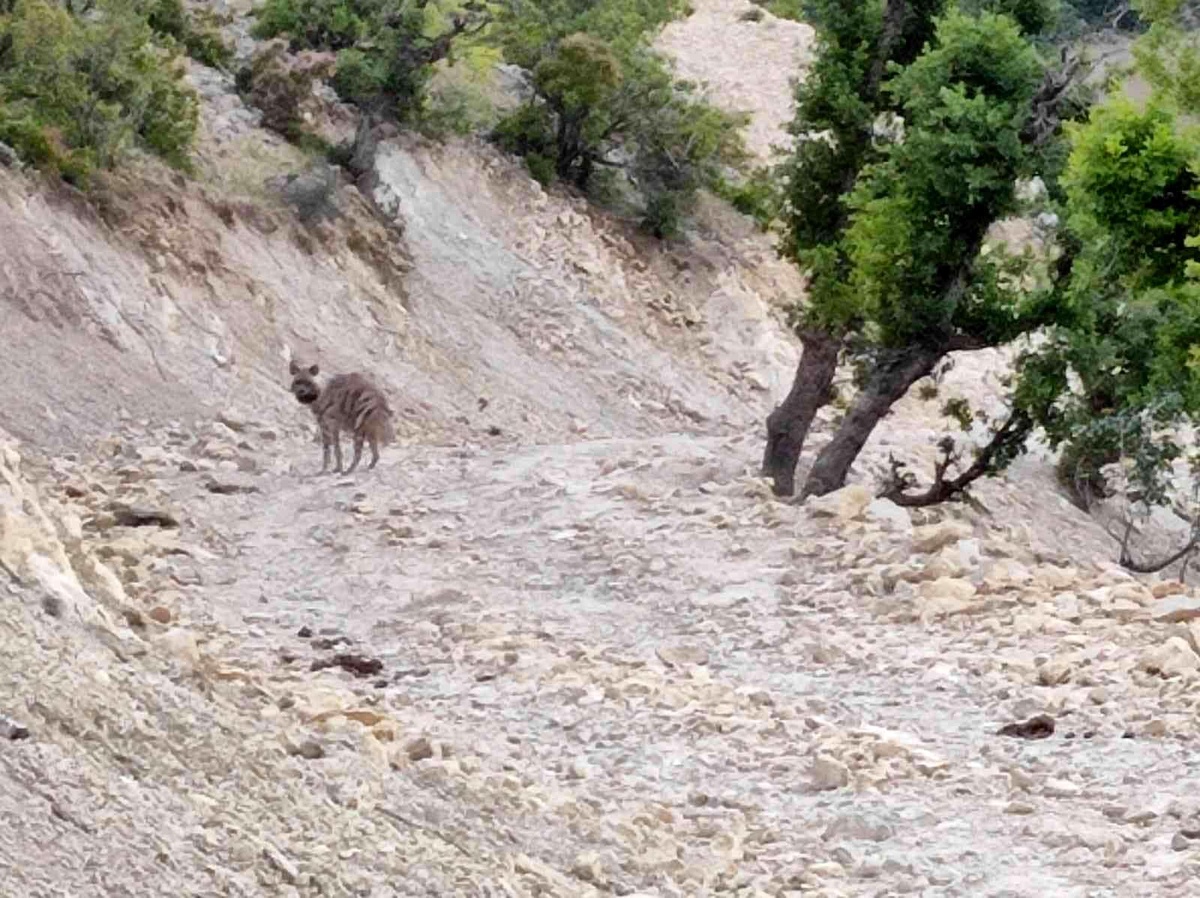Adıyaman\'da yerleşim yeri yakınlarında sırtlan görüntülendi