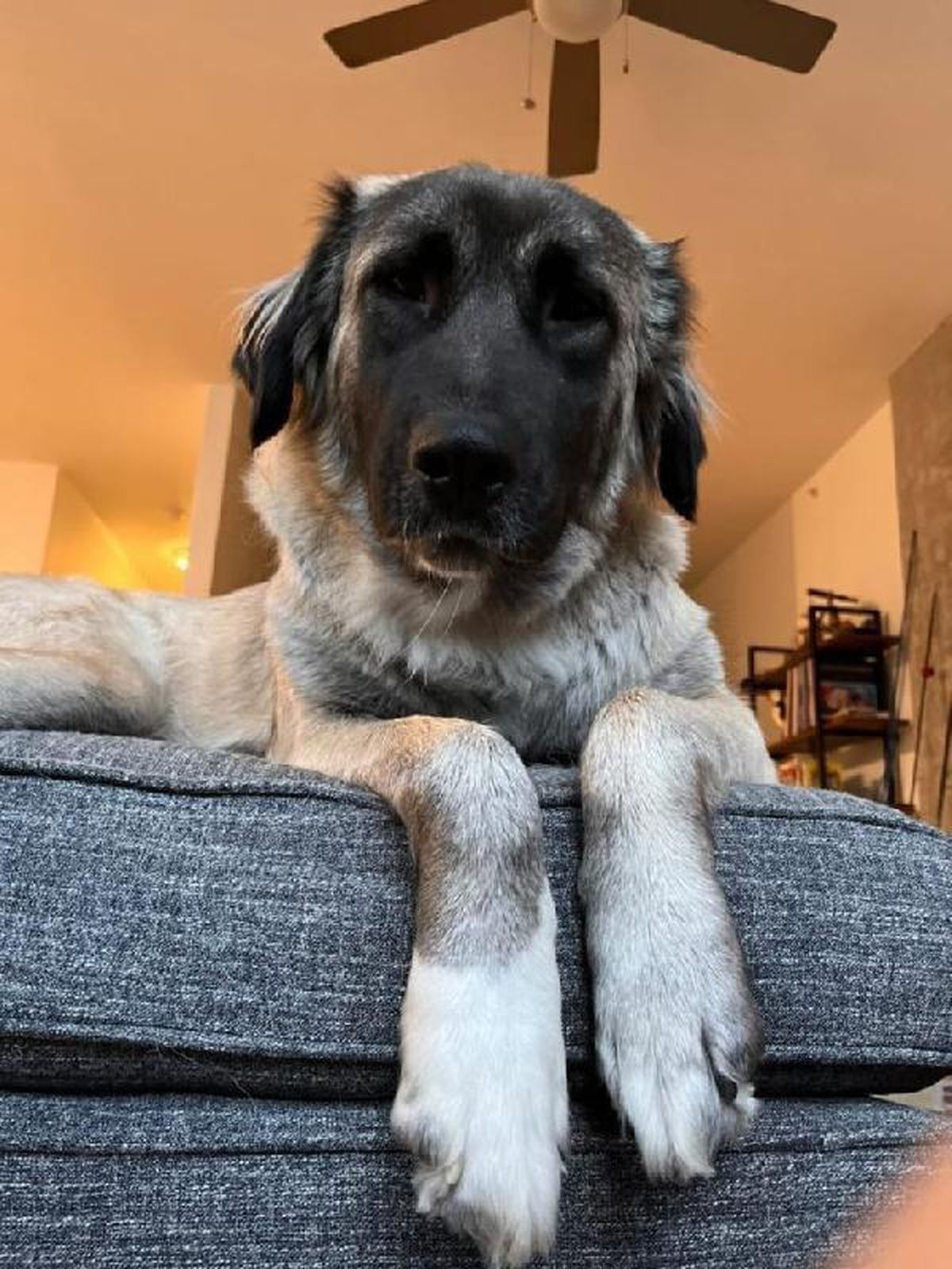 Adopted stray dog \'Helly\' is in the USA