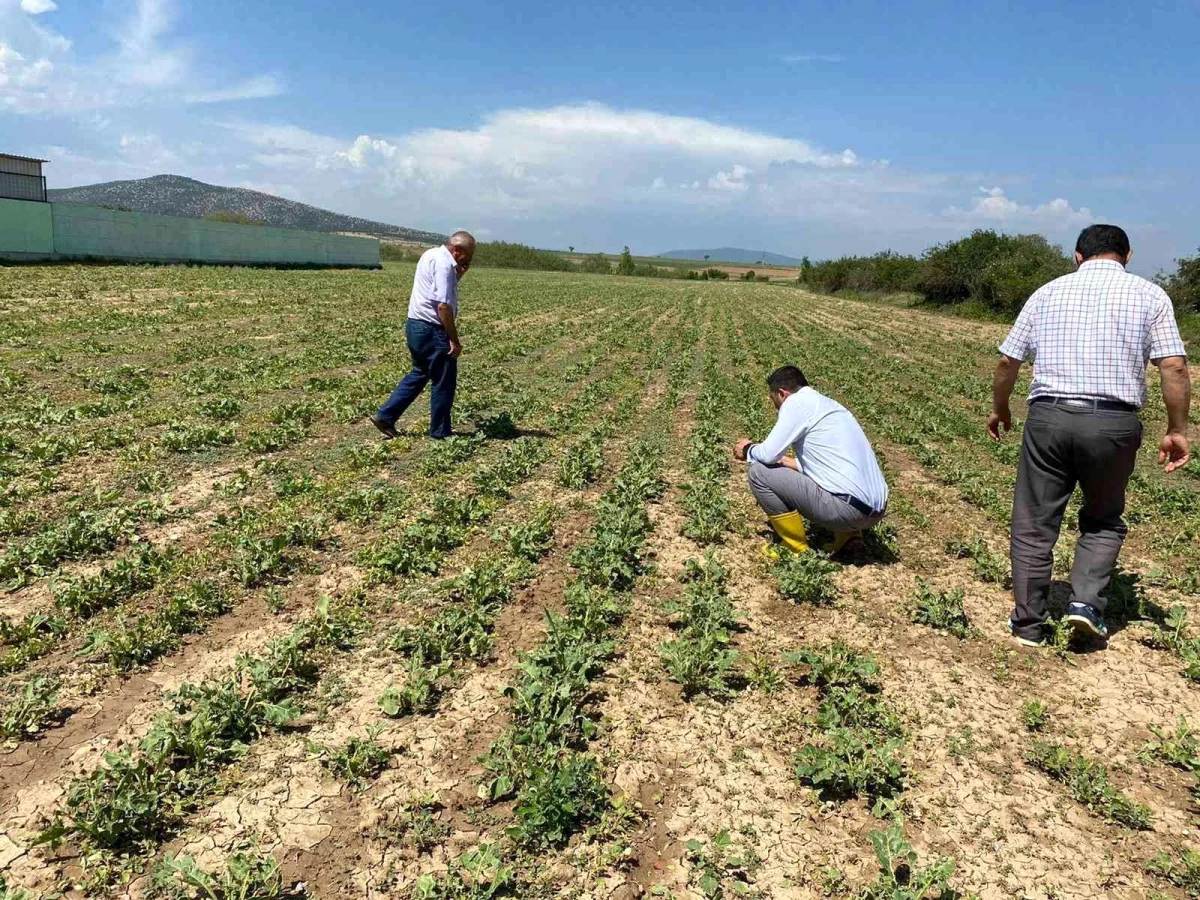 Aslanapa\'da dolunun ürünlerdeki etkileri tespit ediliyor