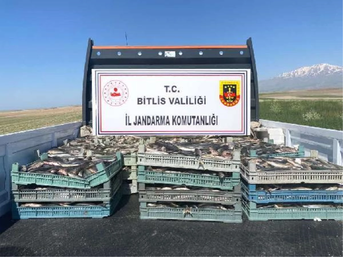 Bitlis\'te kaçak avlanan 2 ton 350 kilo inci kefali ele geçirildi