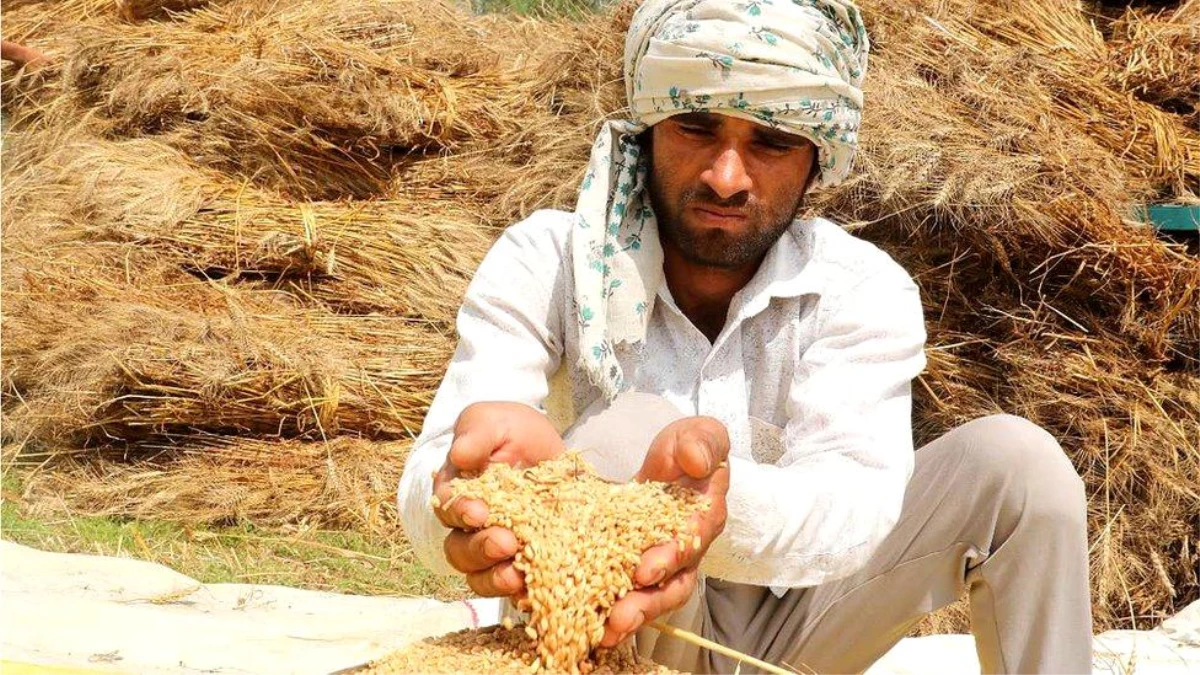 Buğday: Hindistan\'ın ihracat yasağı dünyayı nasıl etkiledi?