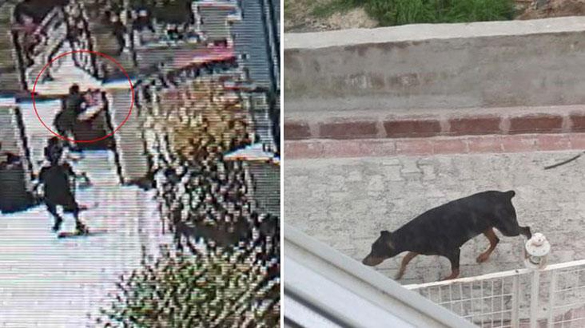 Sitede havlayan köpekten korkup yola fırlayan çocuğa araba çarptı