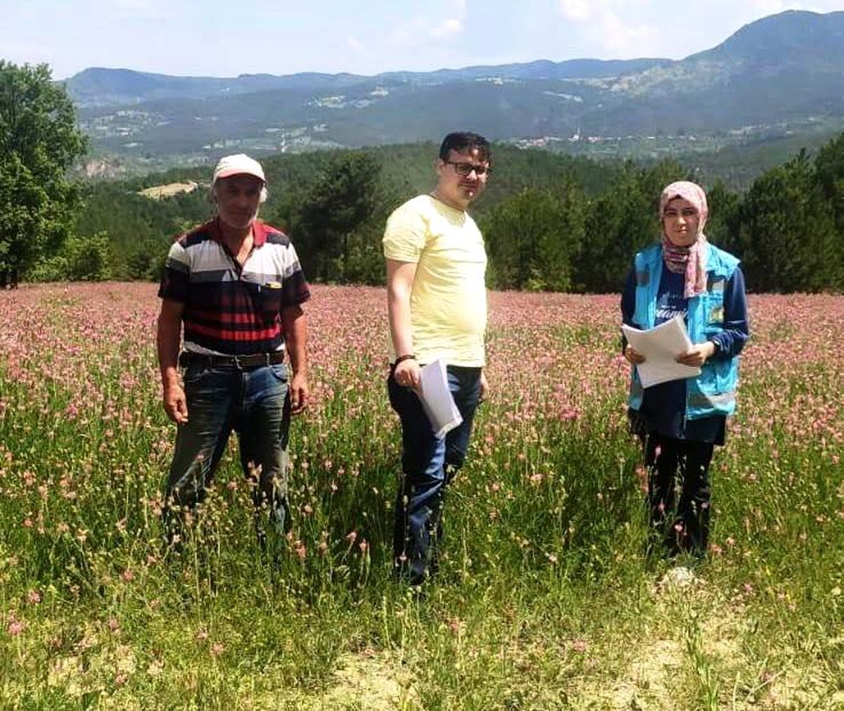 Hisarcık\'ta yem bitkileri kontrolleri